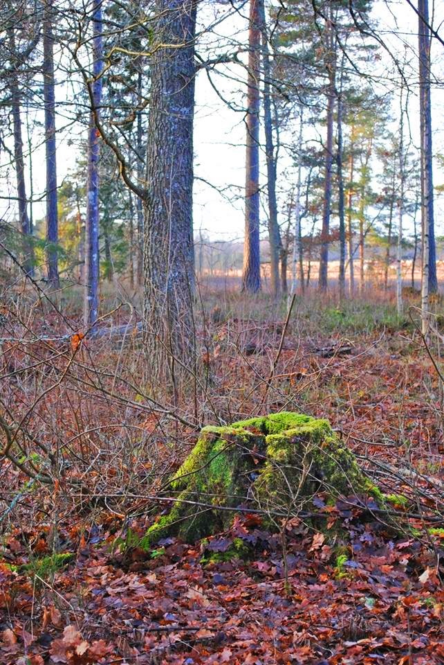 Lilliehööks väg 6 – bild 14
