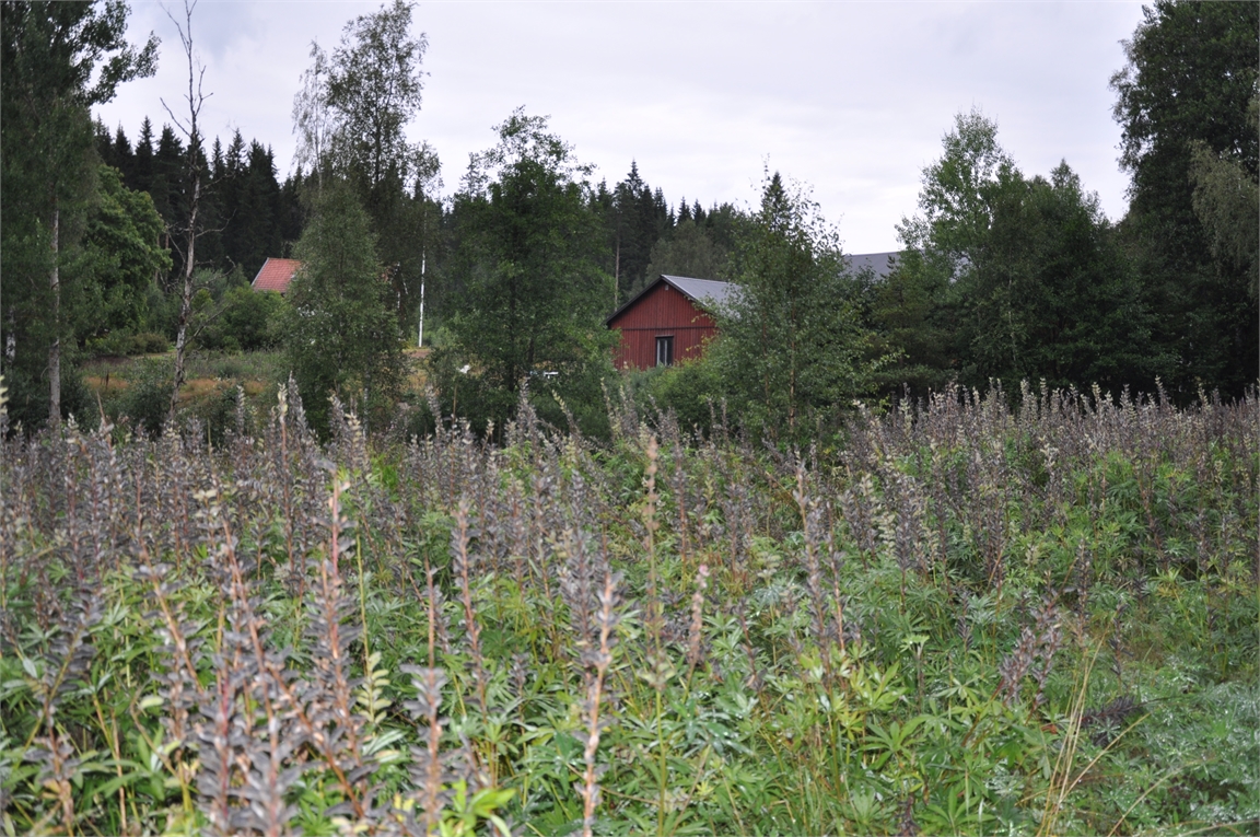 Åsebyn Långås – bild 2