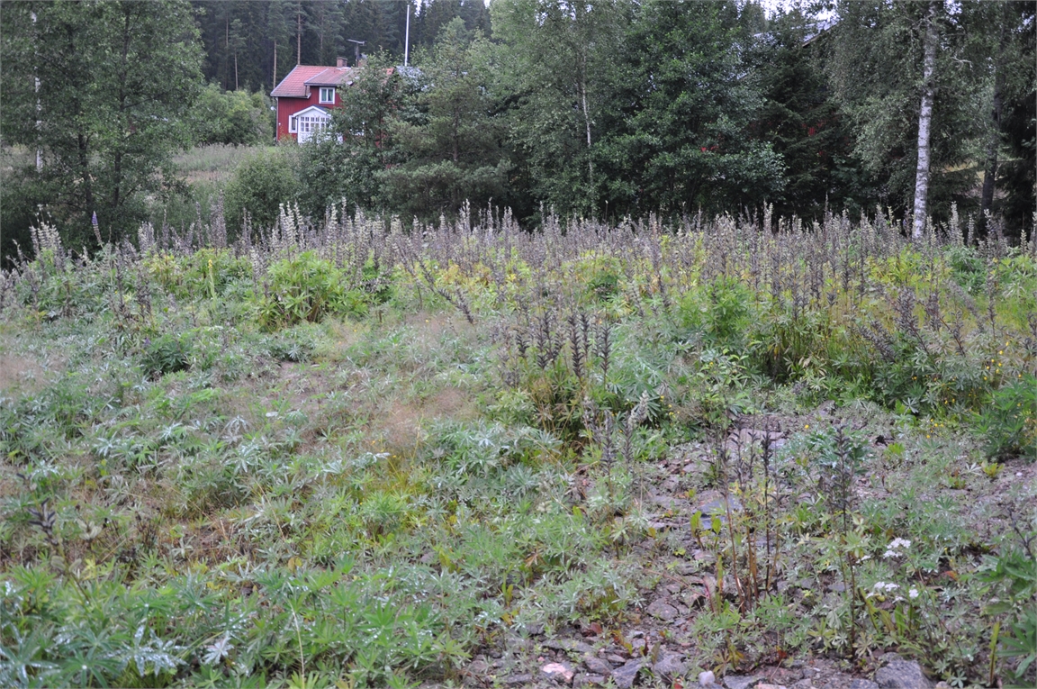 Åsebyn Långås – bild 3