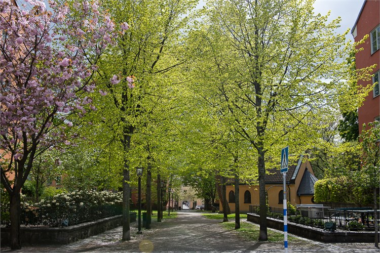 Grubbensringen