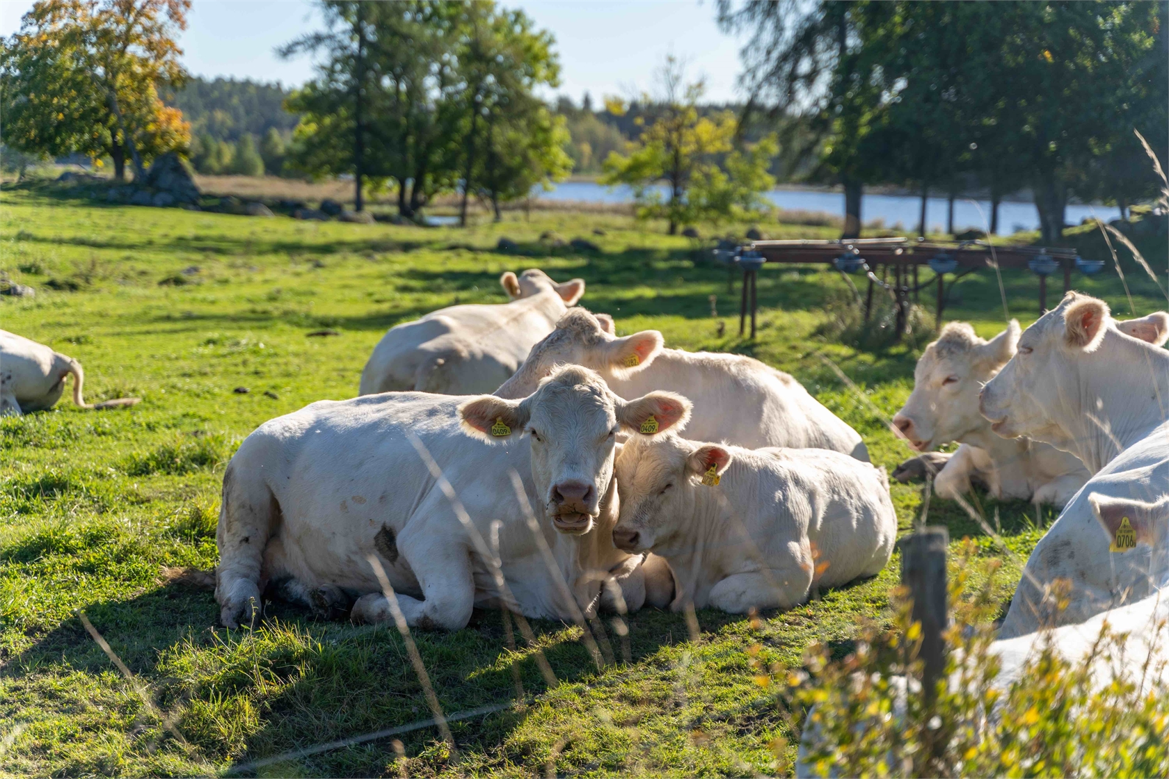 Söderlänna 8:40-Tomt 39 – bild 9