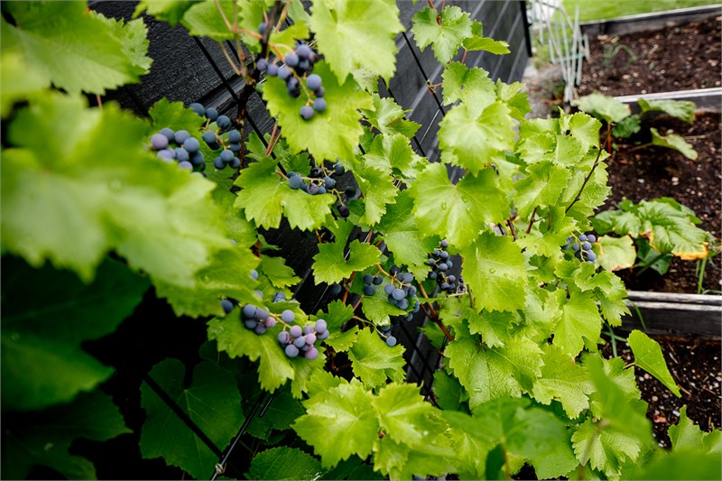 Trevliga planteringar