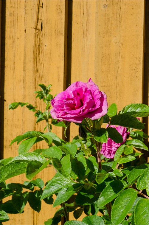 Flor 229 Bild 38