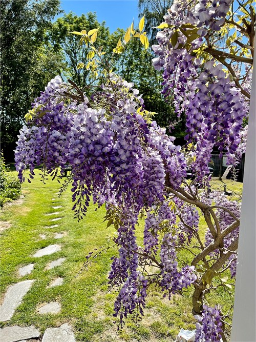 Säljarens sommarbild