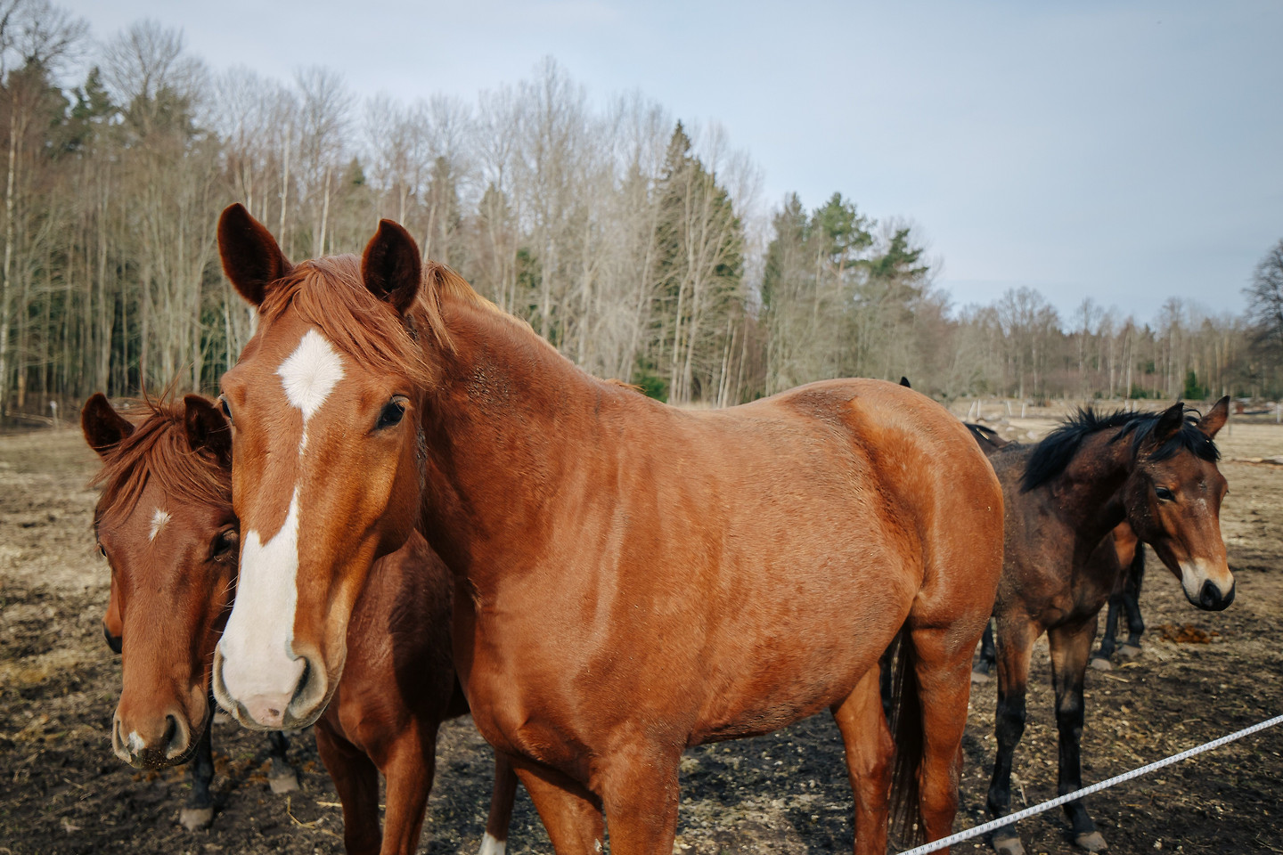 41