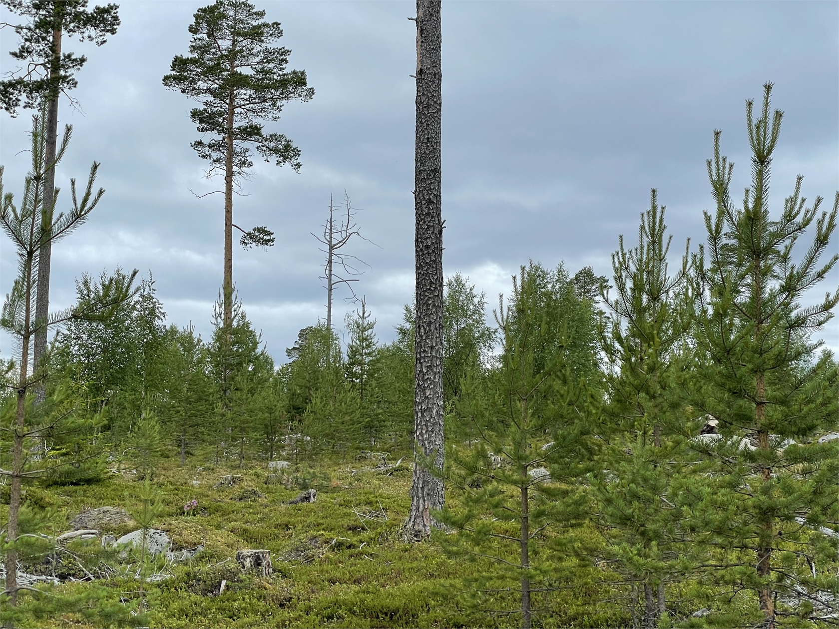 Bild 2 från Fastighetsbyrån