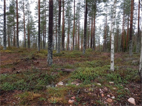 Exempelbild skog, ej aktuell fastighet.