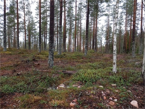 Skog & mark Gärdebyn/Atsarbyn