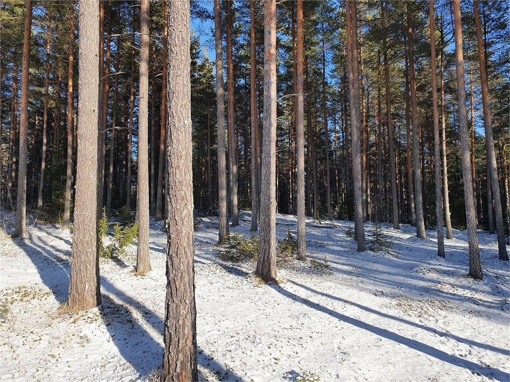 Skog Västanvik