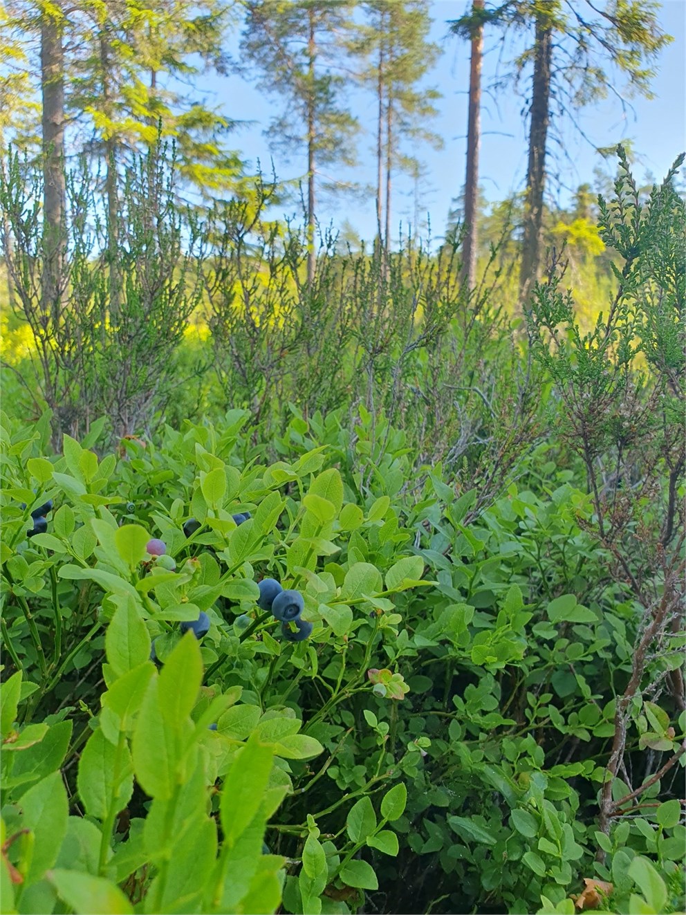 Skog Björkbodarna