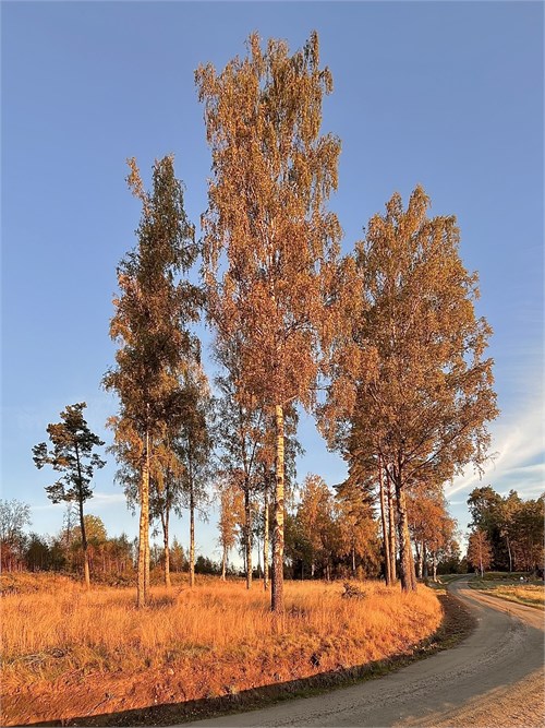 Belägna längs fin grusväg