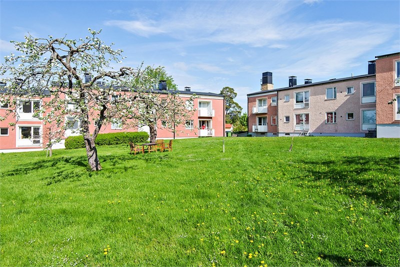 Trädgård