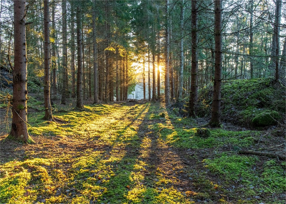 Håve Valbaken - Under avstyckning