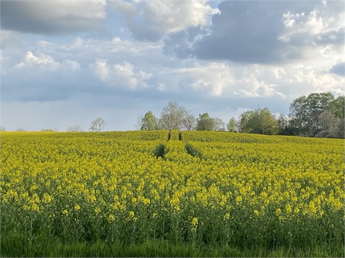 Säljarens egna bild