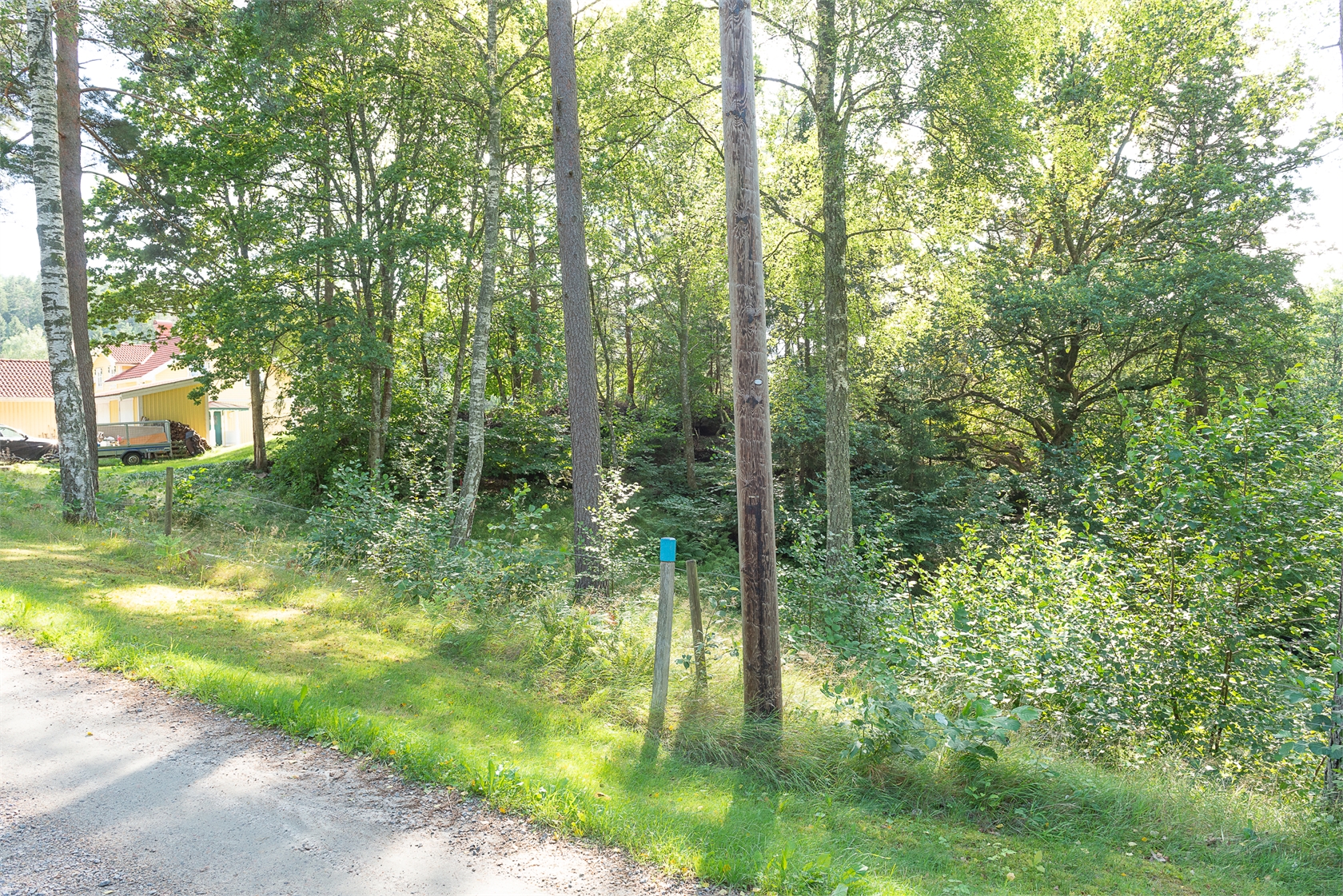 Dirhuvud 348 – bild 7
