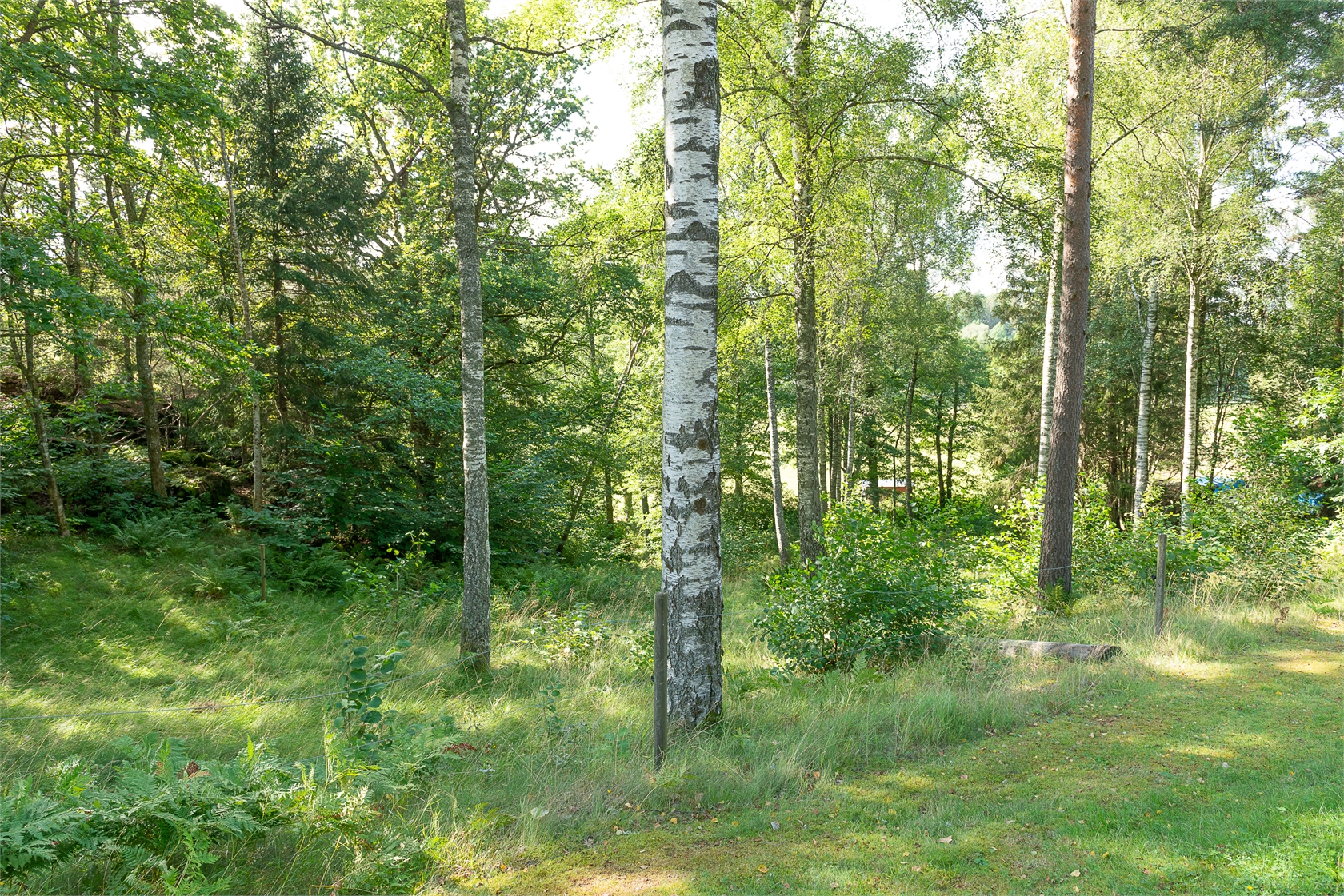 Dirhuvud 348 – bild 5