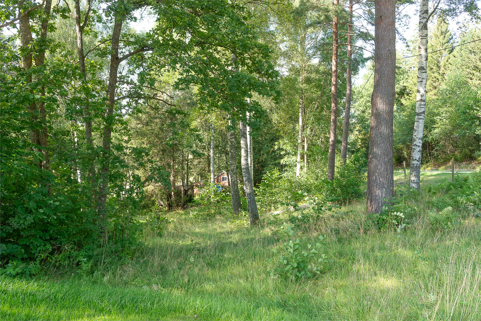 Dirhuvud 348 – bild 4