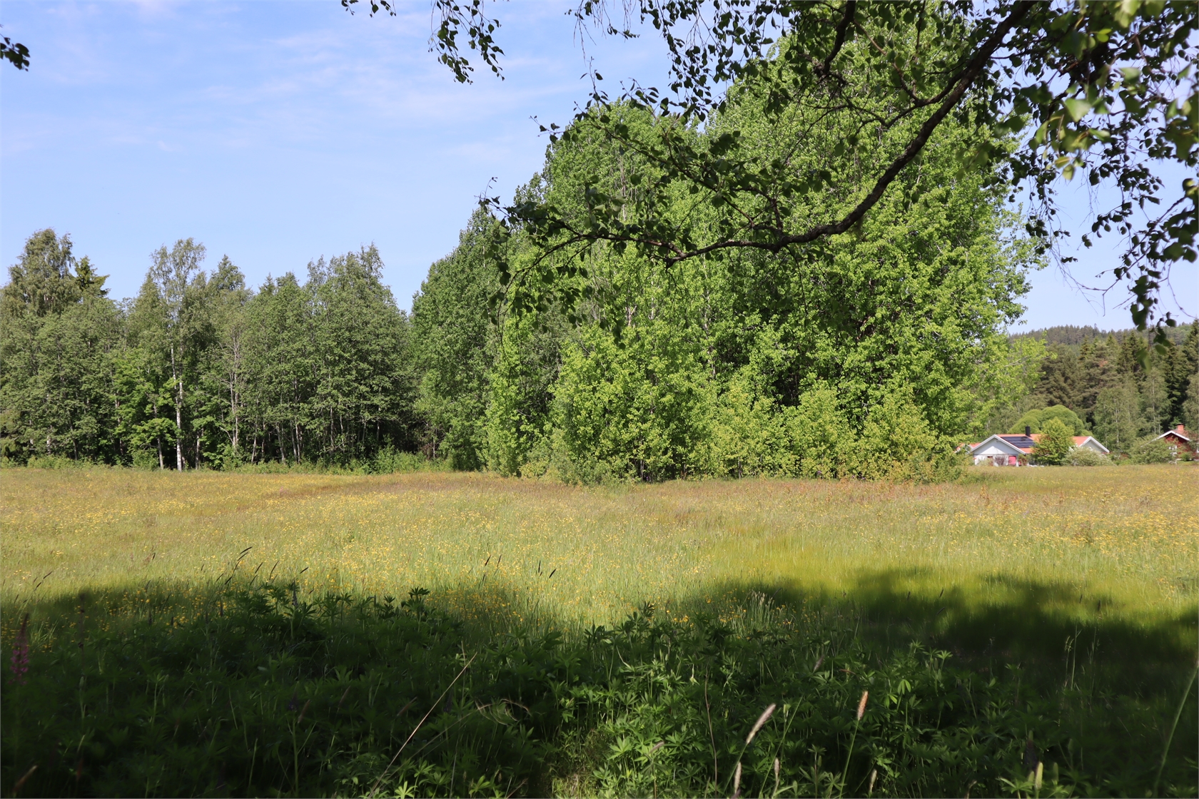 Tomt i Moje – bild 10