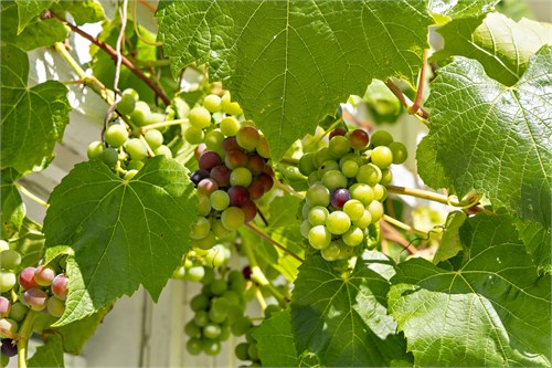 Österskogsvägen 52