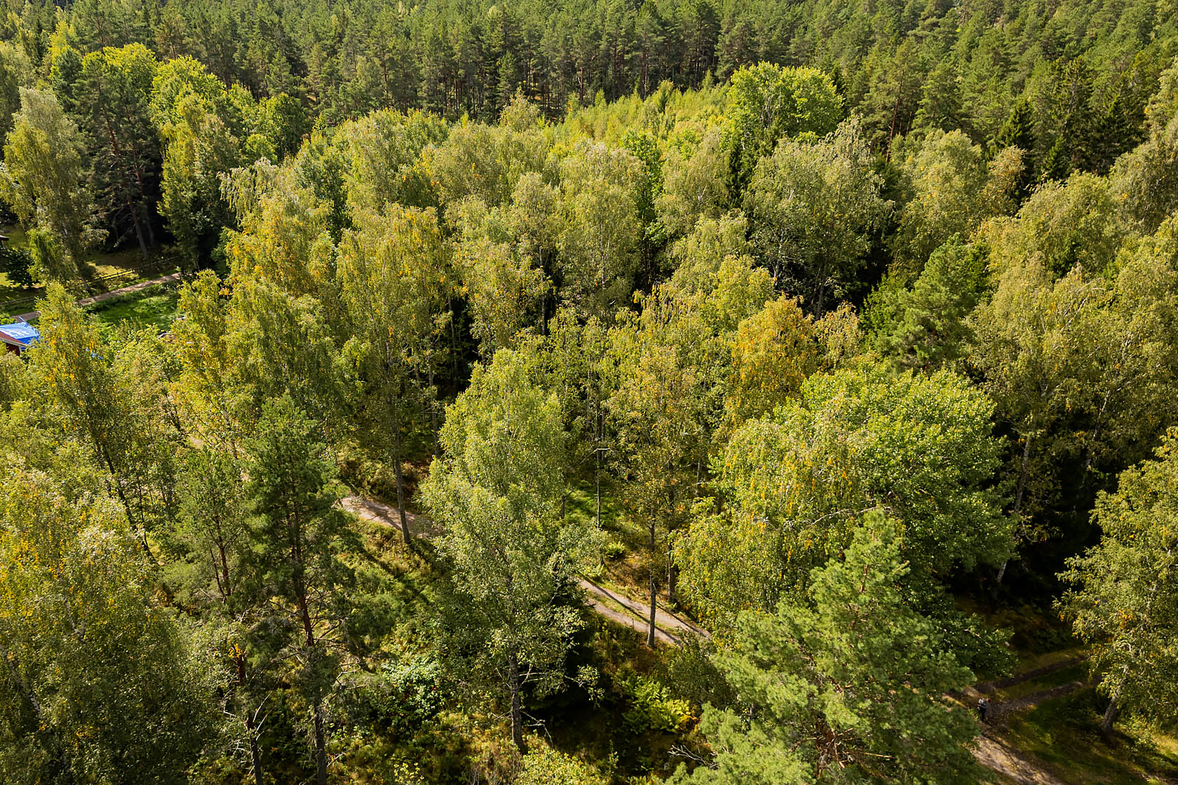 Forsa – bild 3