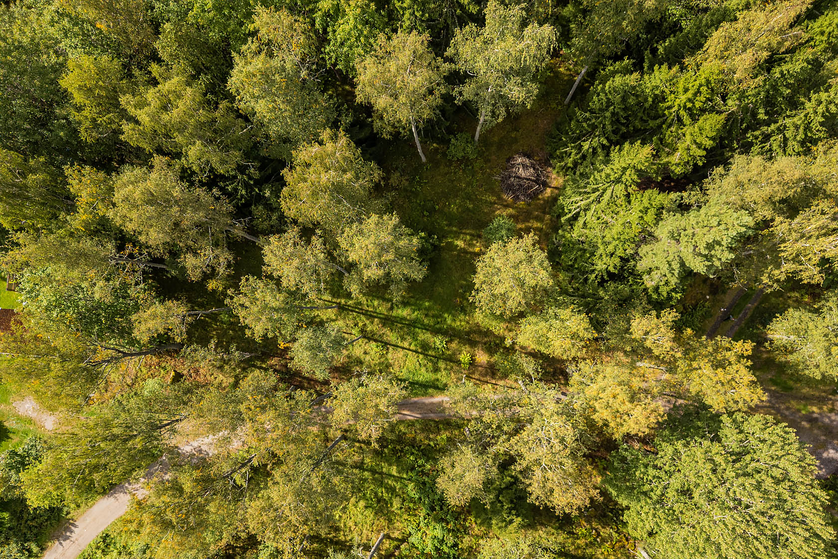 Forsa – bild 4