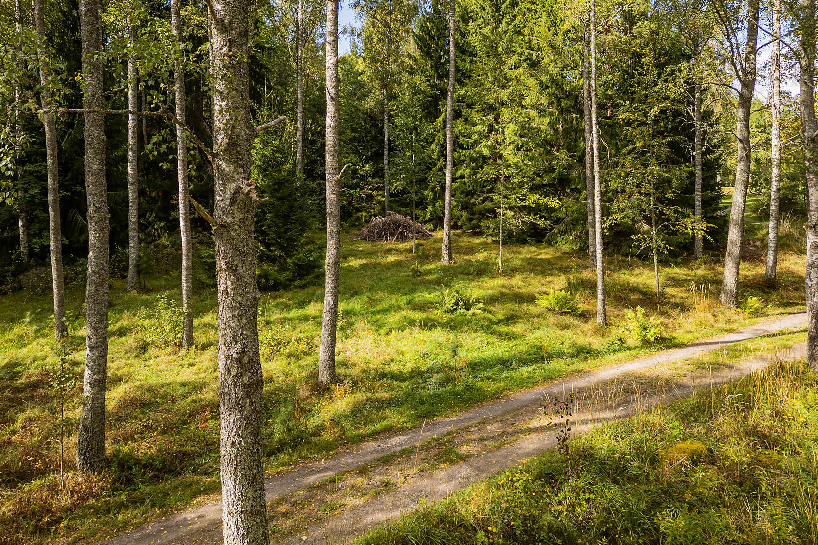 Forsa – bild 6