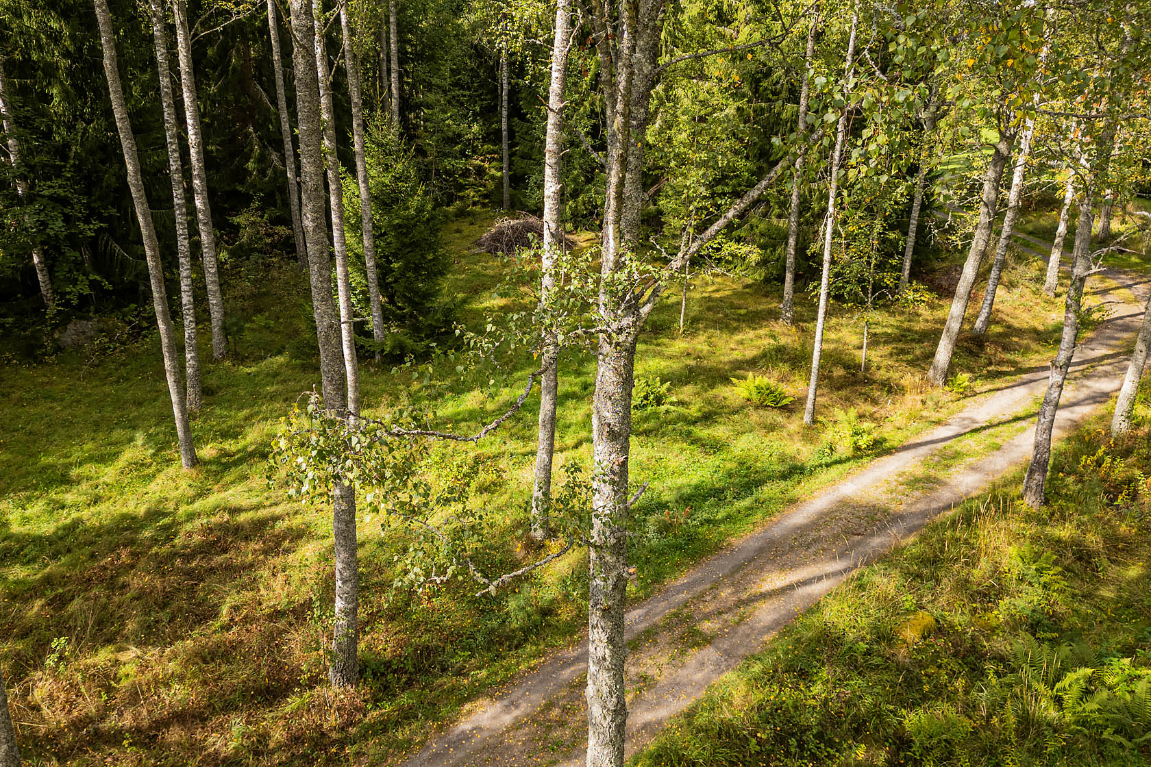 Forsa – bild 5