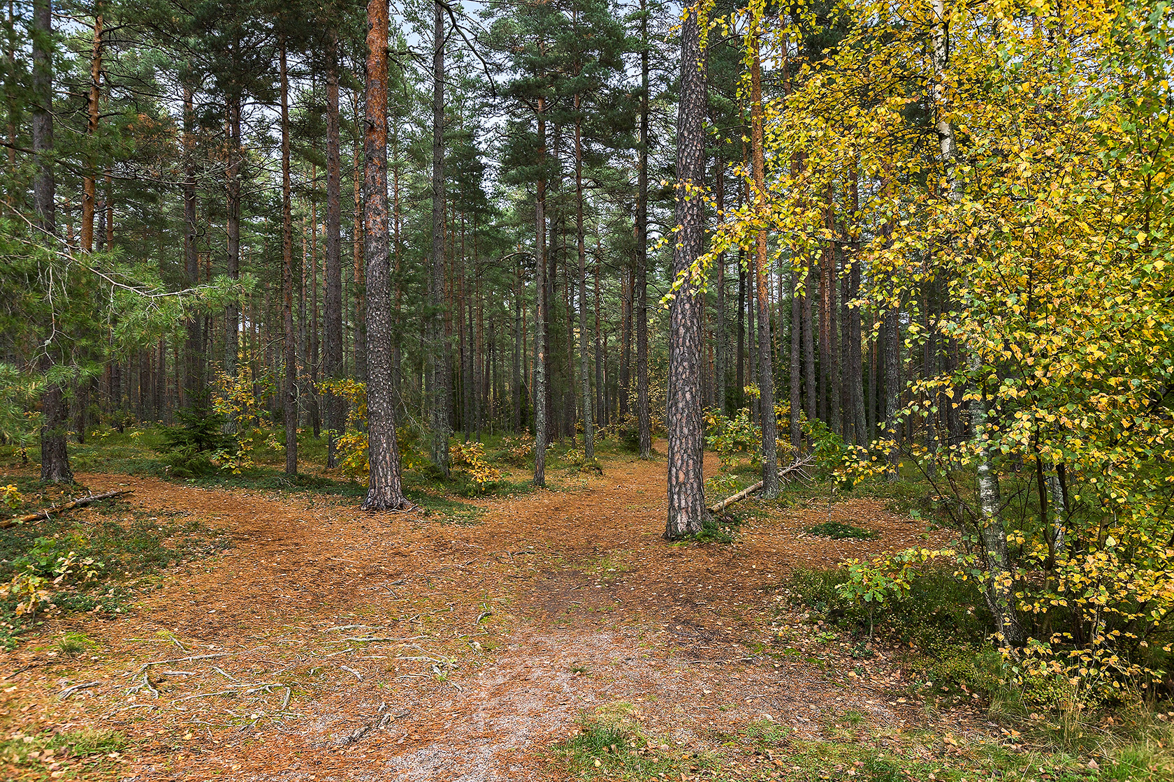 Sanatorieskogen 10 – bild 15