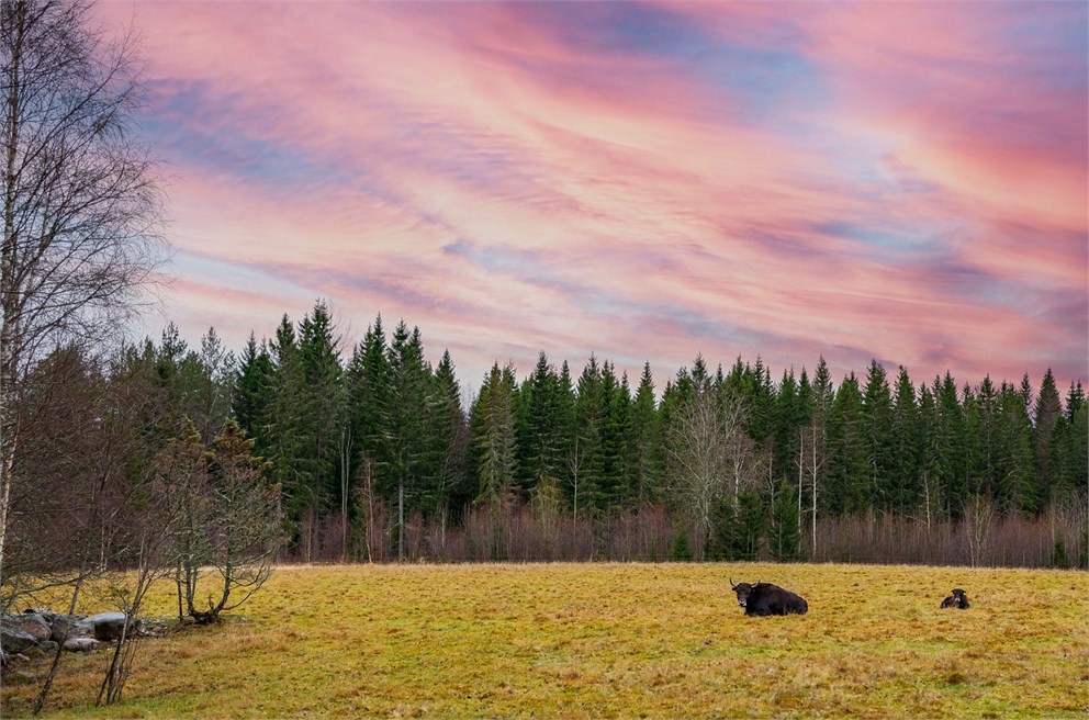 Källsjön 56 Bild 9