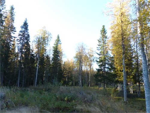 Pålänge 213