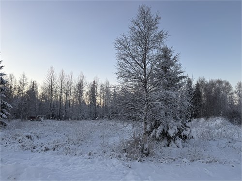 Pellinpää 79