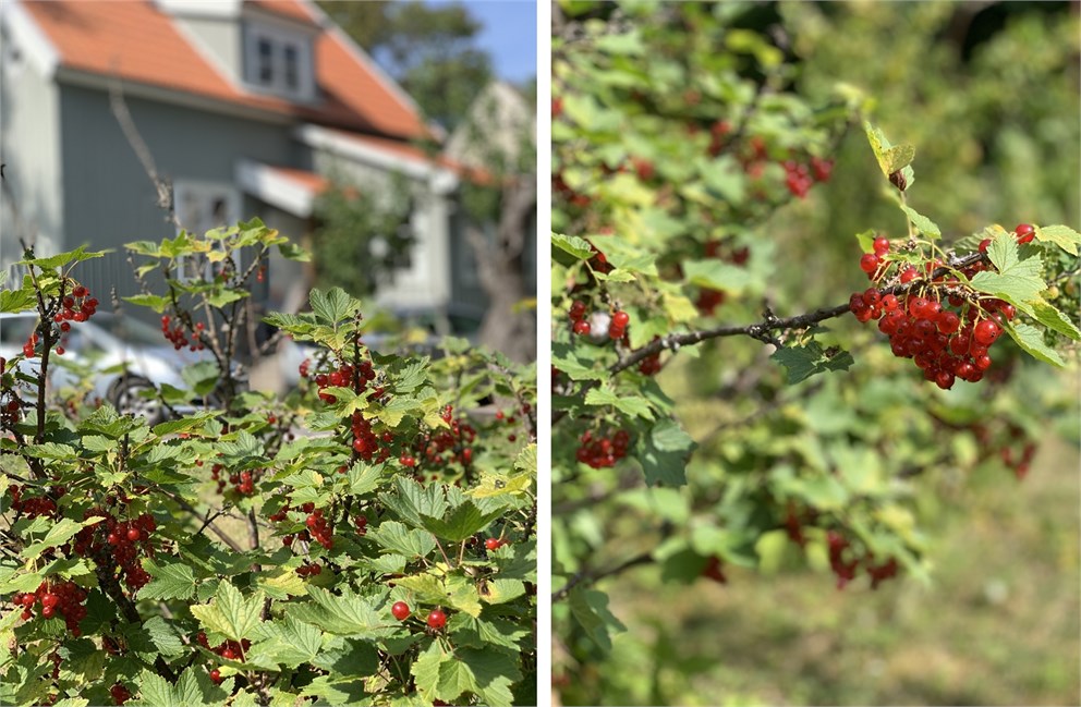 Tistelvägen 18