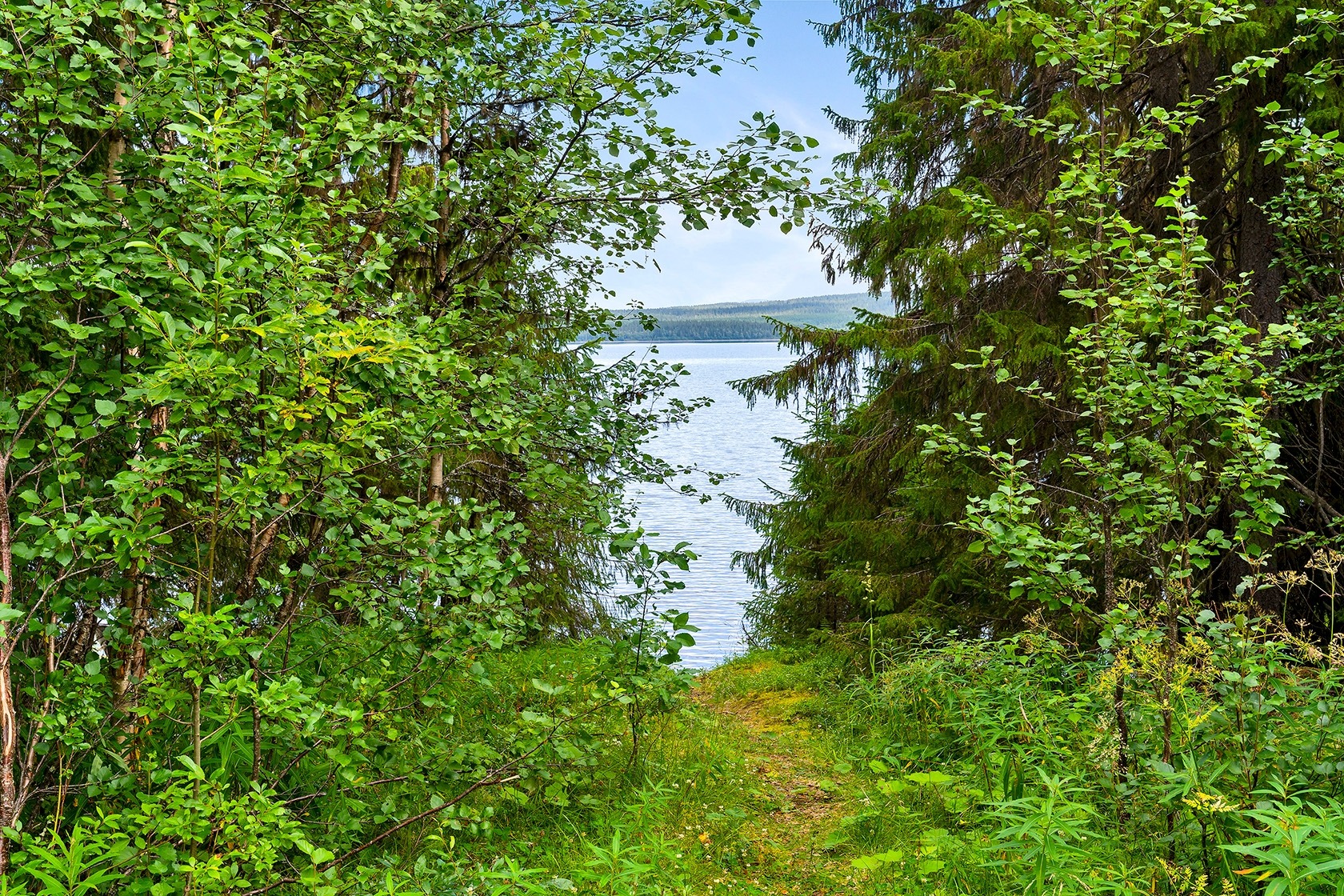 Tångböle – bild 6