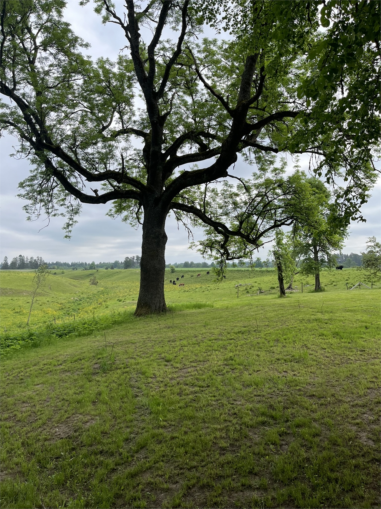Järpås Höra Stommen 1 – bild 30