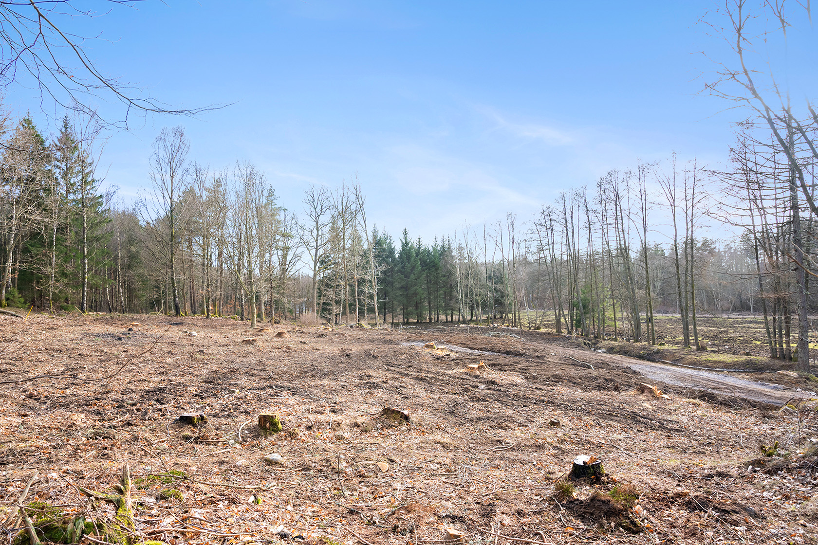 Risarp Skogsbrynet 447 – bild 4