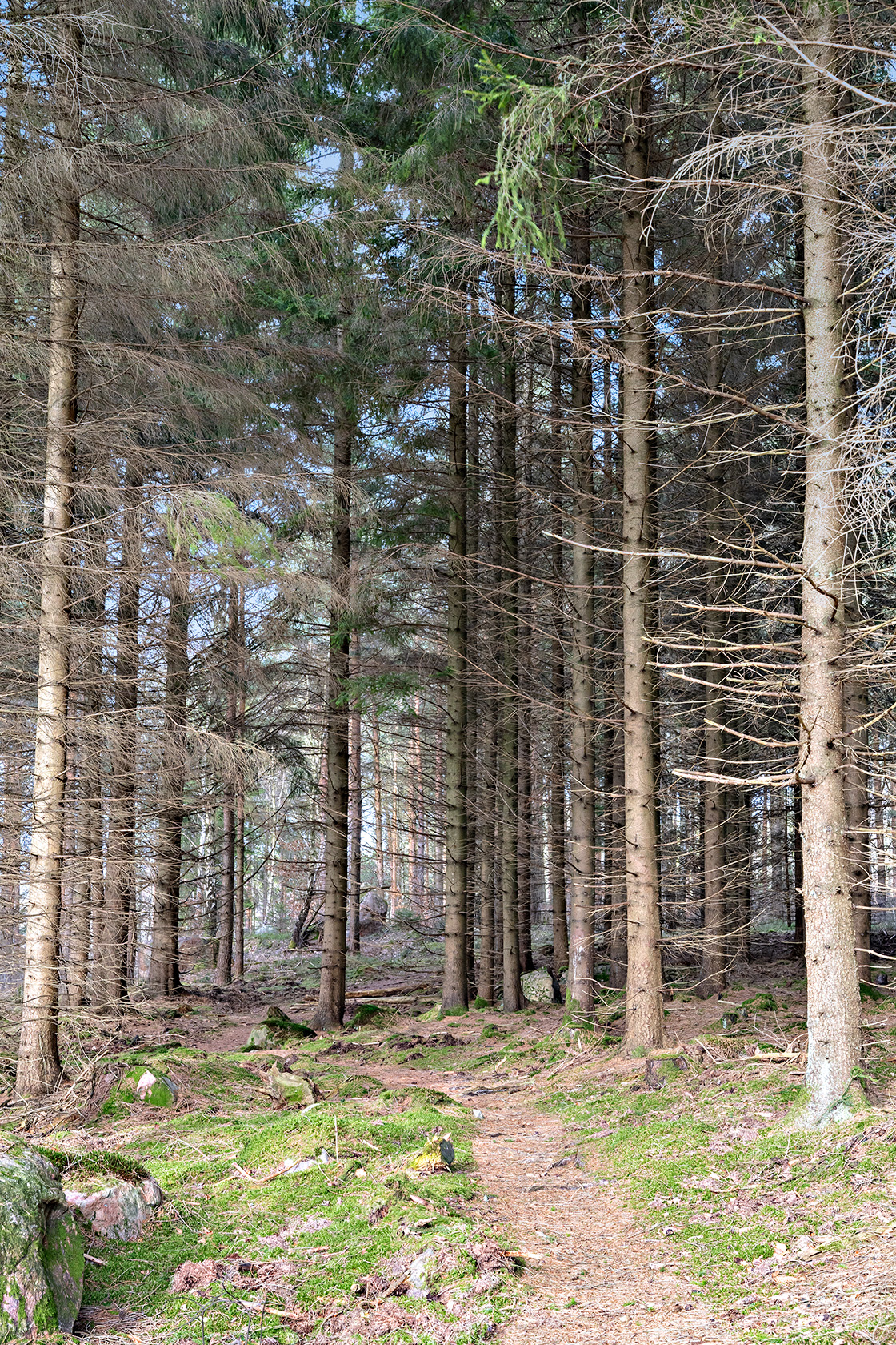 Risarp Skogsbrynet 447 – bild 9
