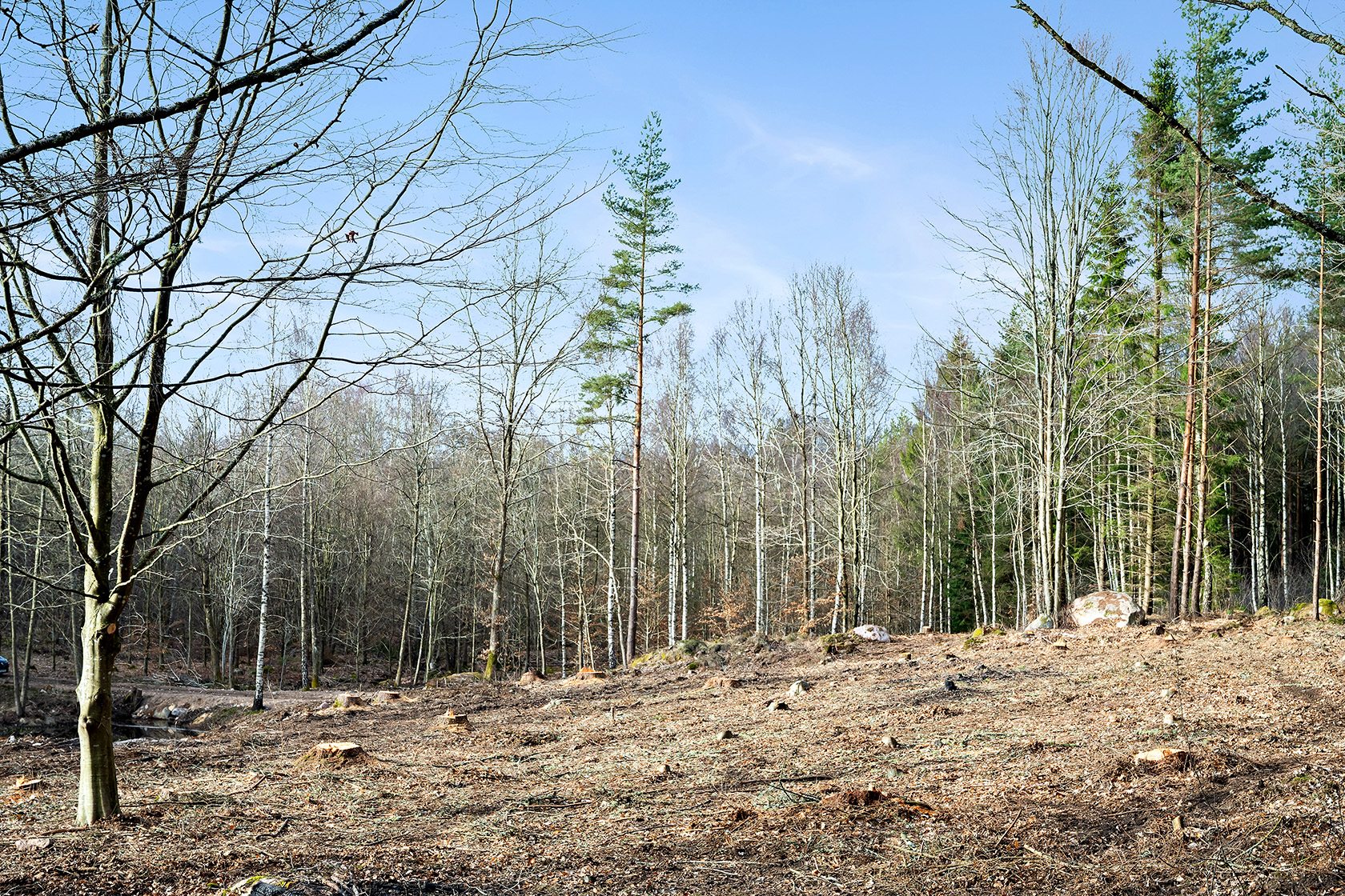 Risarp Skogsbrynet 447 – bild 7