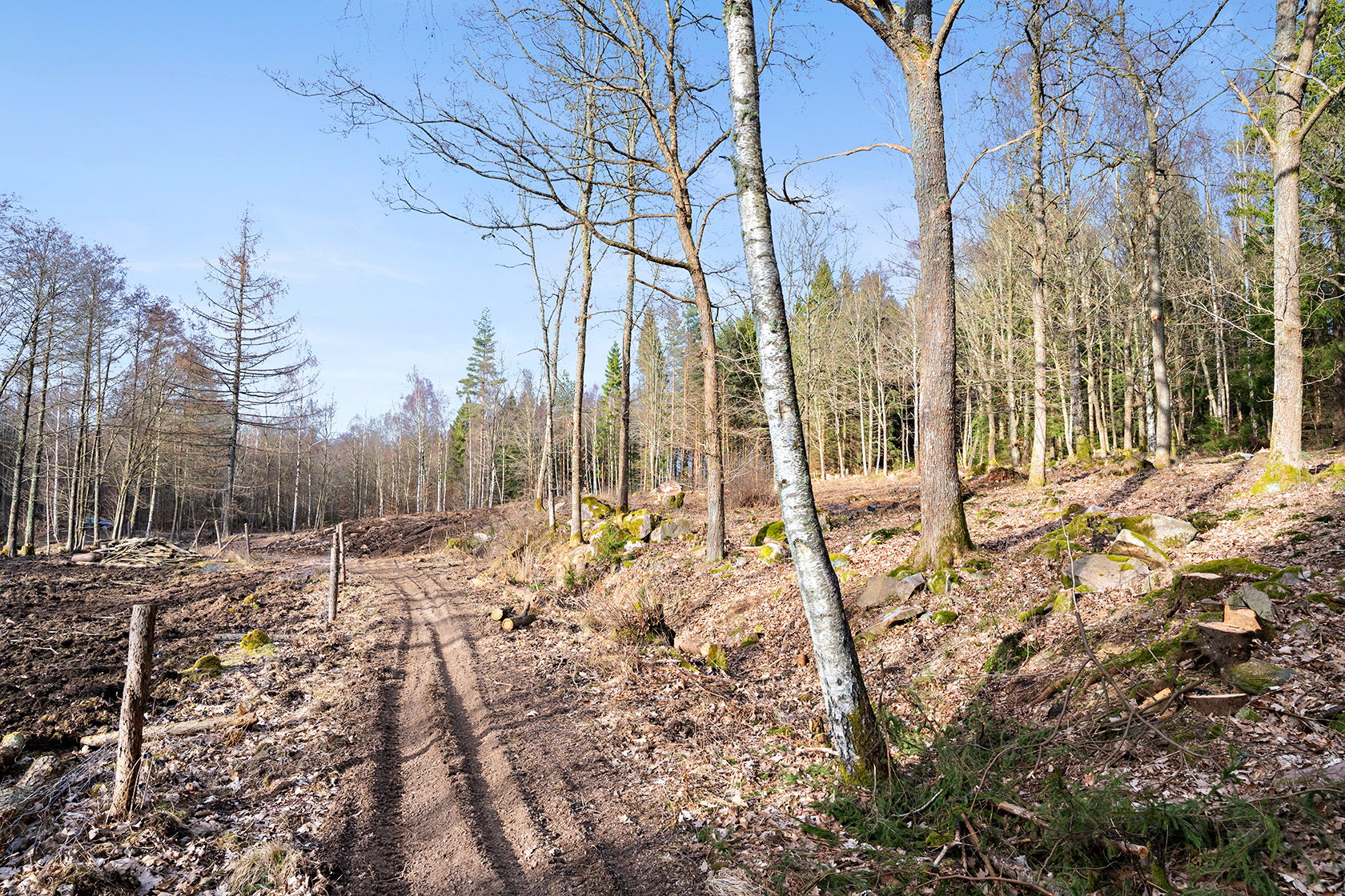Risarp Skogsbrynet 447 – bild 8