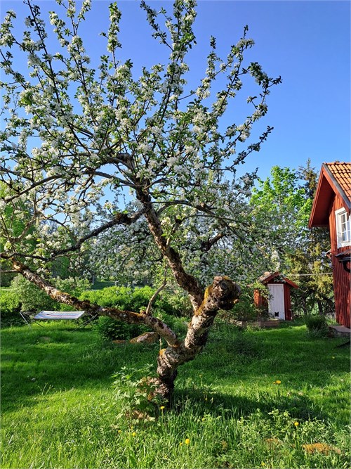 Säljarens egna bilder