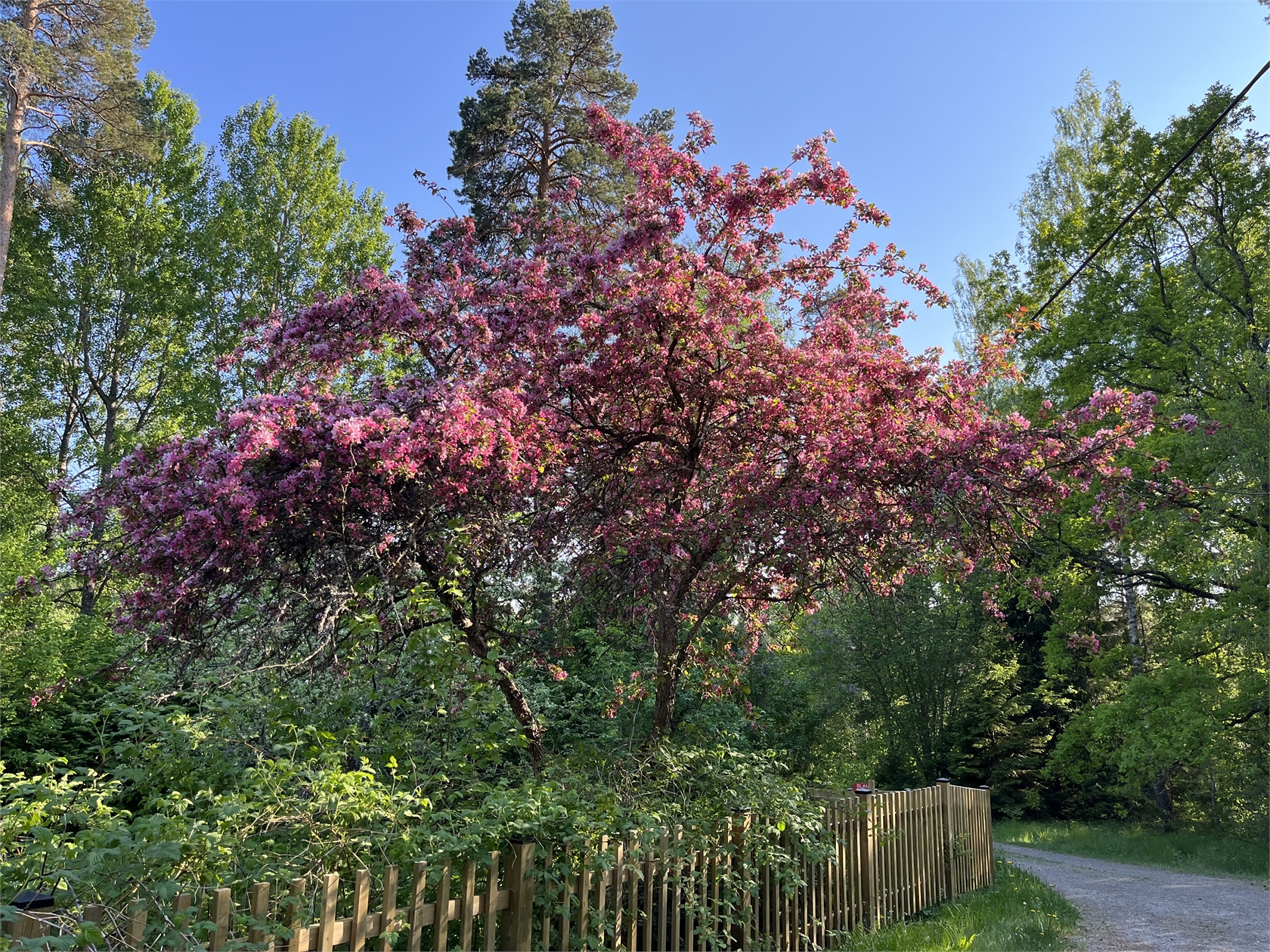 Esmansbol 14 – bild 9