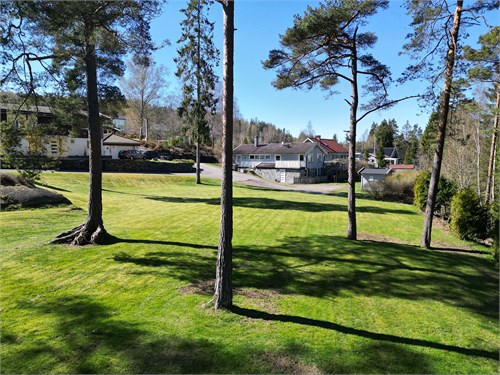 Vackra ståtliga tallar