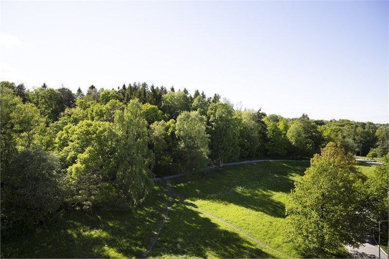 Utsikt över grönskande område sommarbild