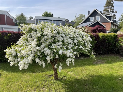 Säljarens bild