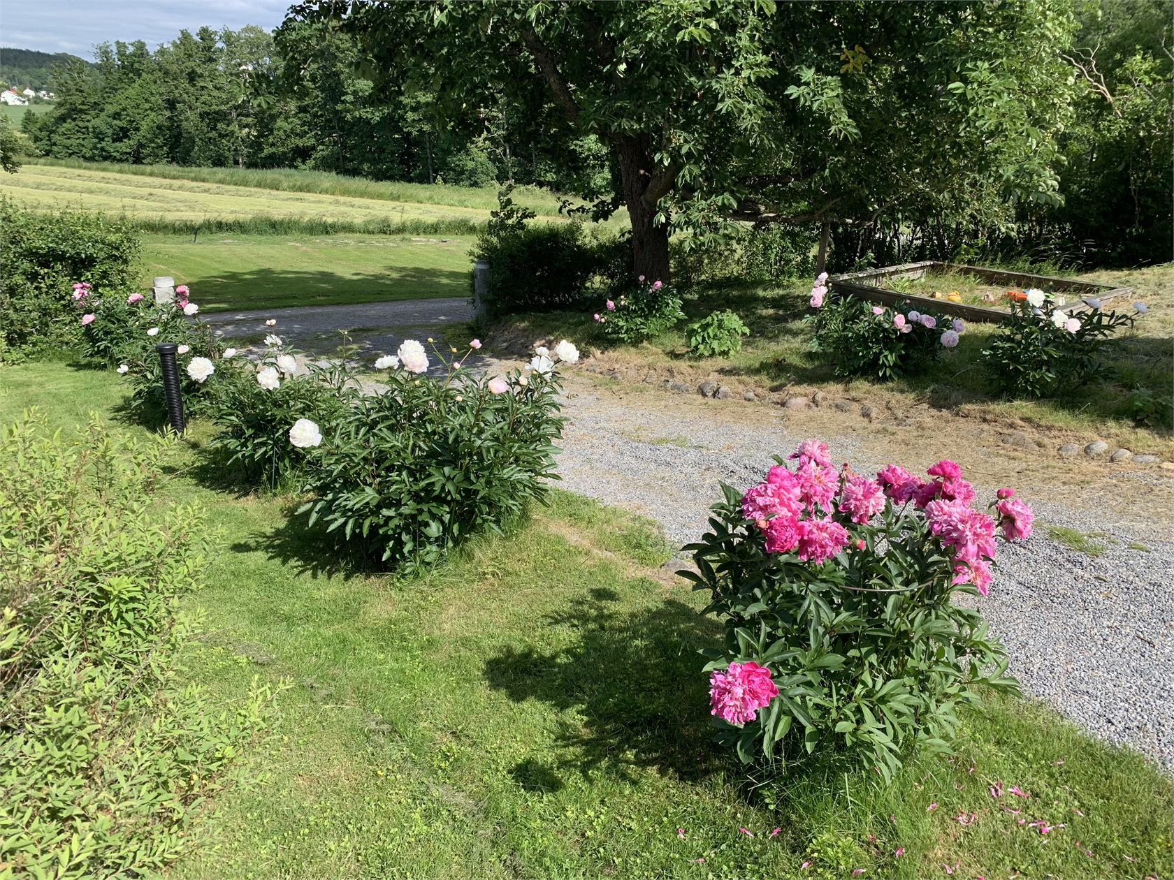 Kalvskinn Lyckeberg – bild 34