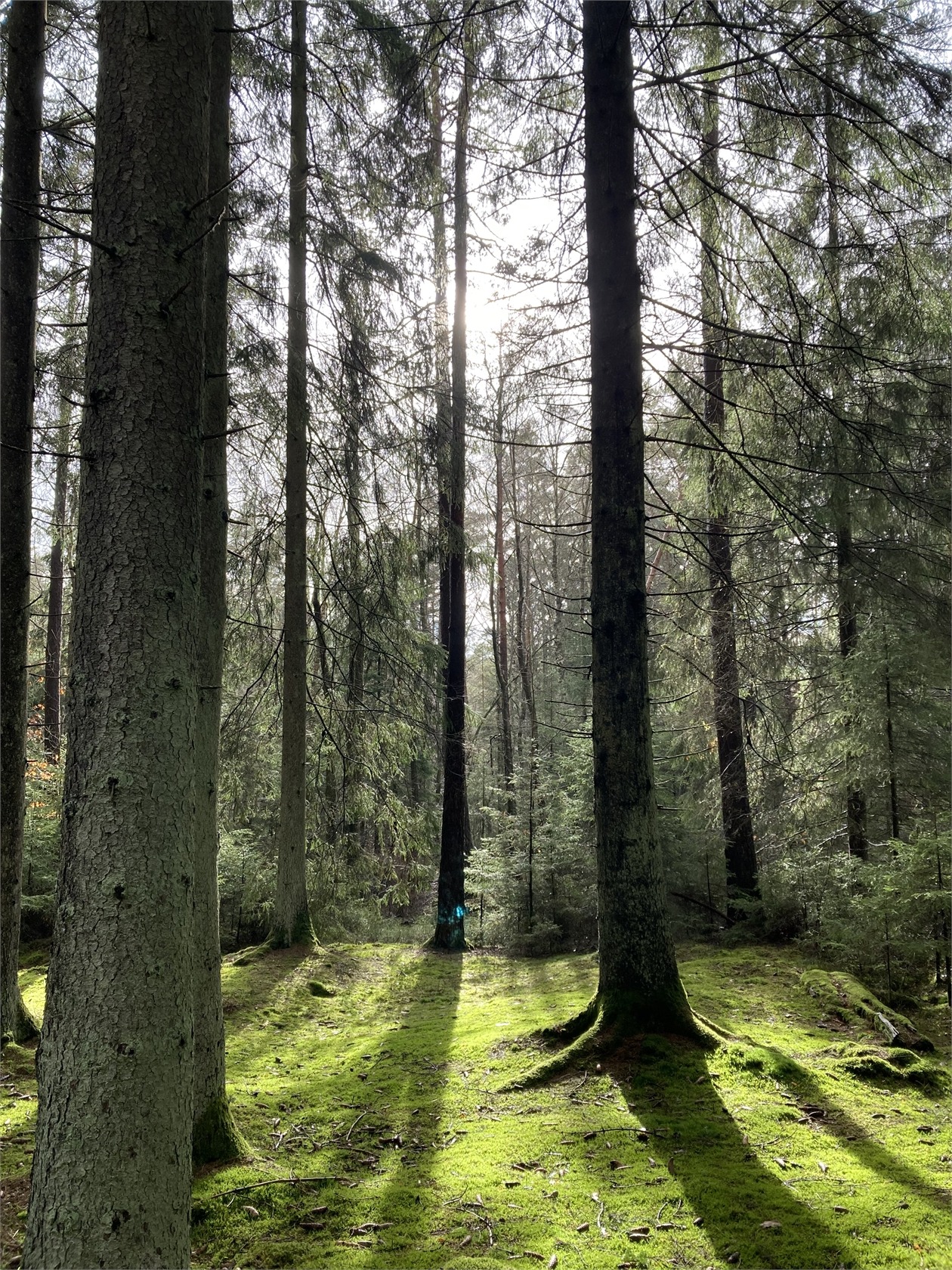 Hasselvägen 25 – bild 30