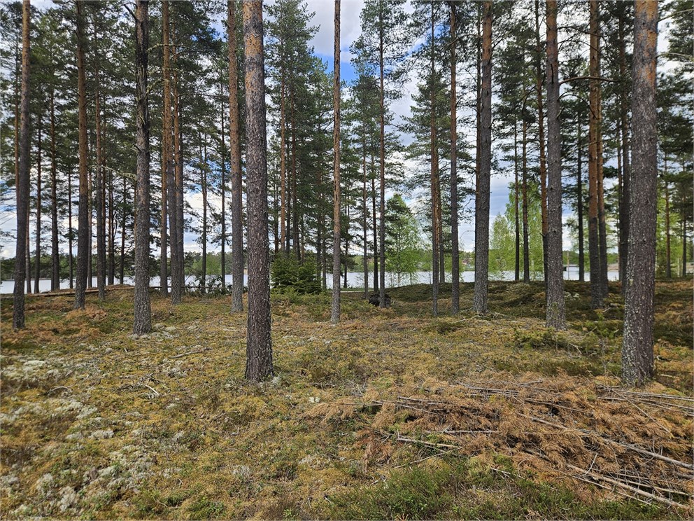 Furudal Svenskbyvägen