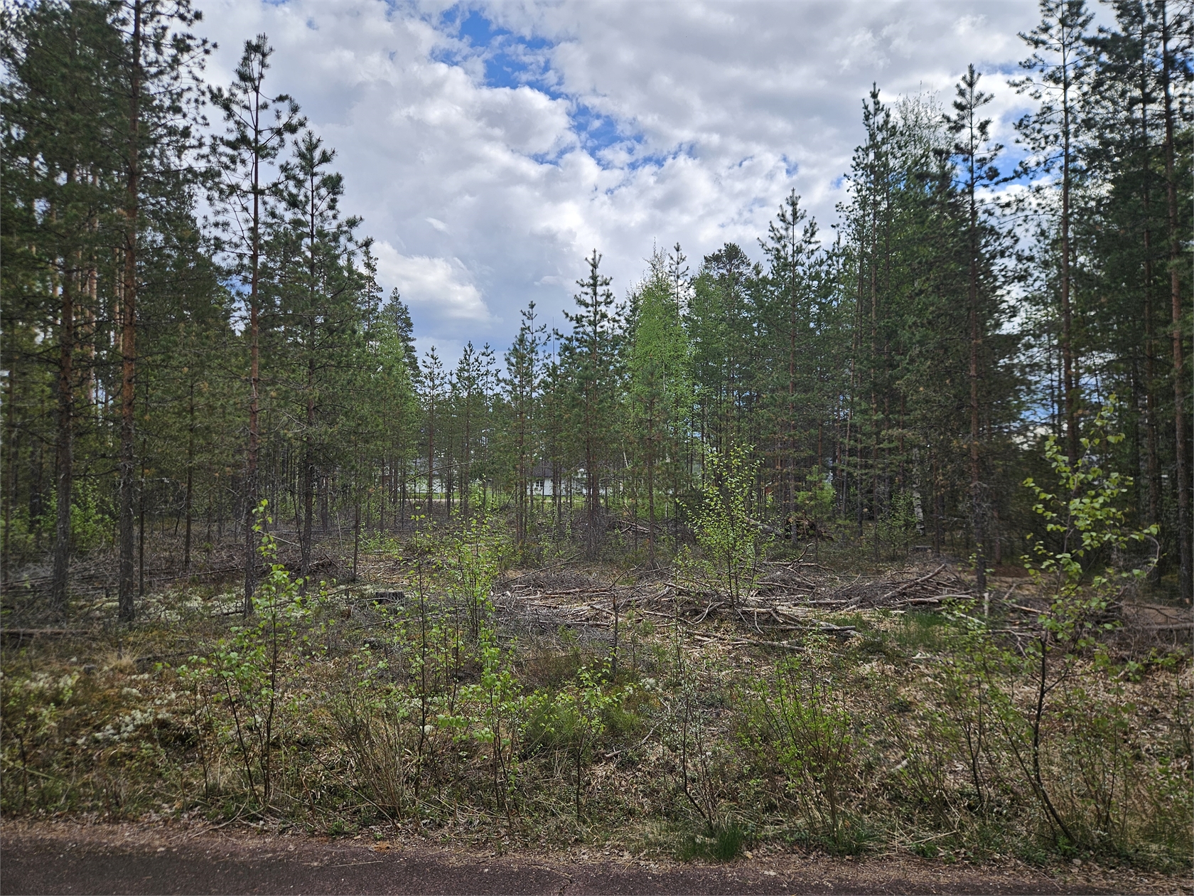 Furudal Skogsstigen 3