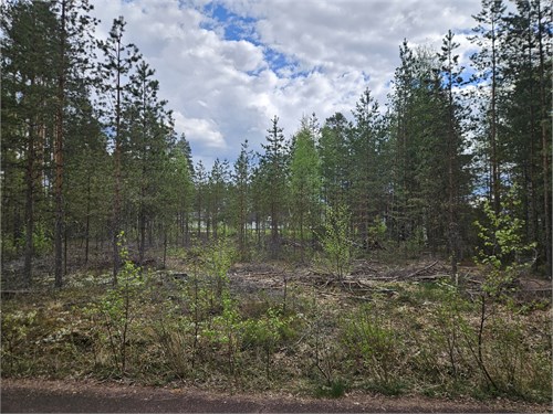 Furudal Skogsstigen 3