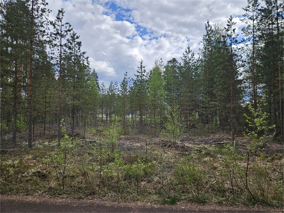 Furudal Skogsstigen 3