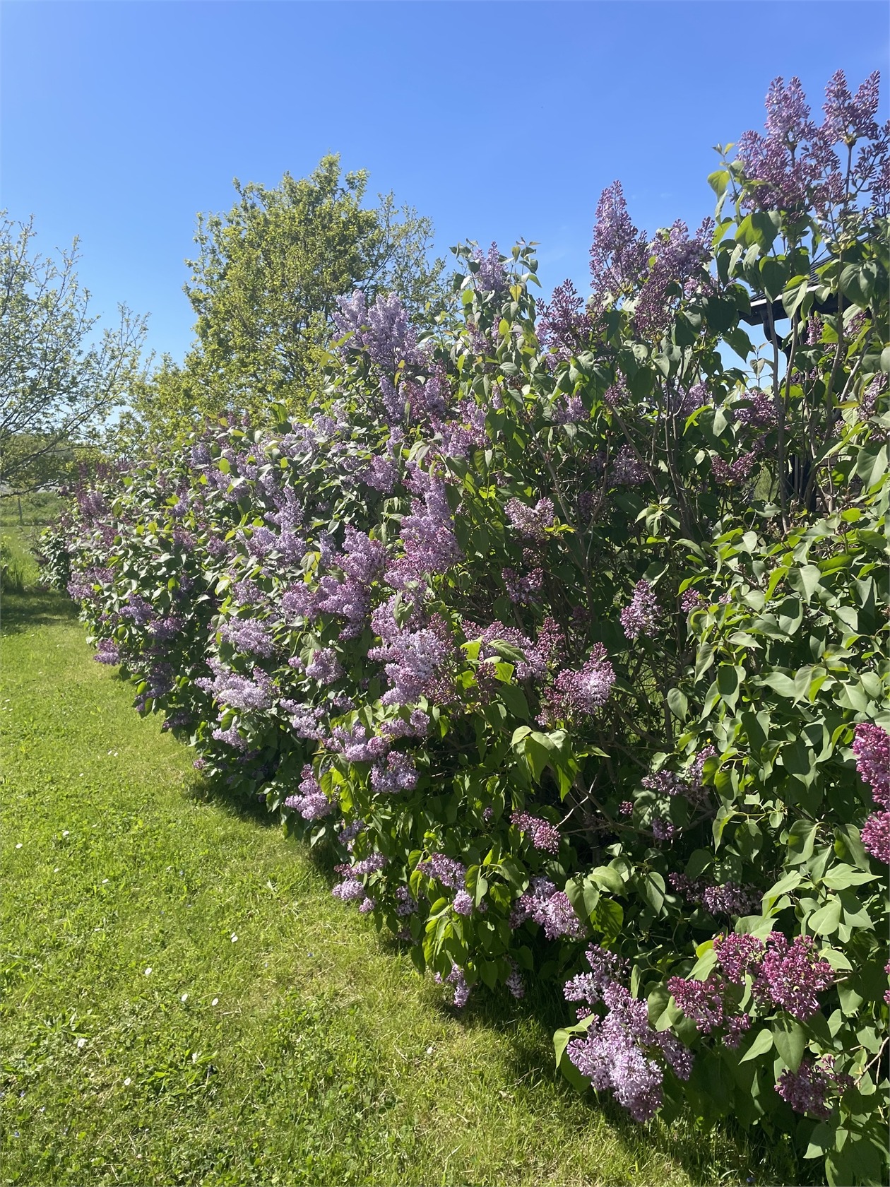 Burgsvik - Våradonisvägen 5D – bild 6